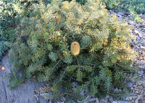 Banksia Mini Marginata 250mm