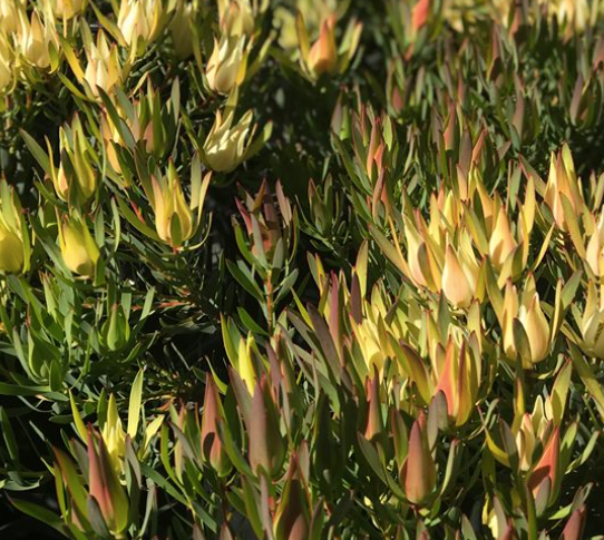 Leucadendron fireglow 140mm