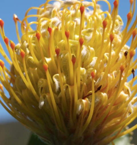 Leucospermum Goldie 140mm