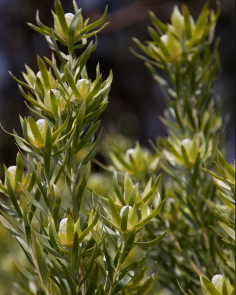 Leucadendron Gypsy silver 140mm