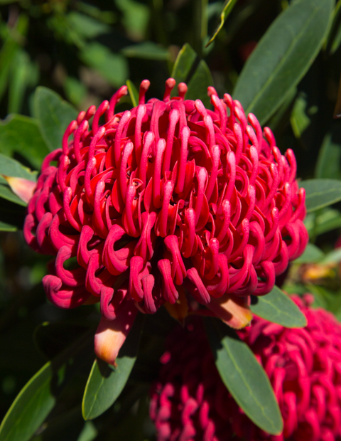 Telopea 'Braidwood Brilliant' 250mm