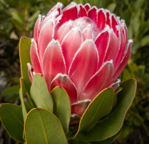 Protea Pink Princess 180mm