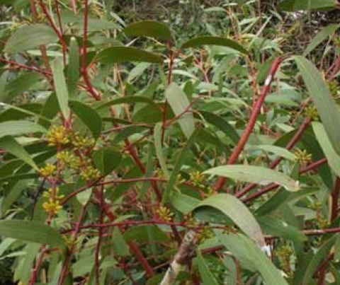 Eucalyptus Gregsoniana 400mm