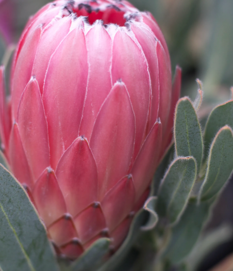 Protea australis Pink 180mm