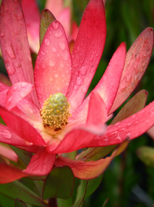 Leucadendron Safari Sunset 250mm