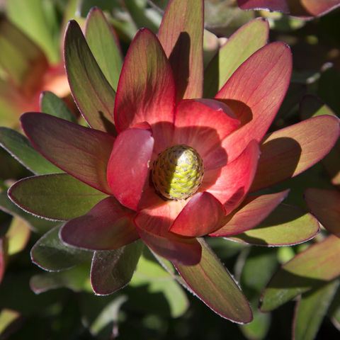 Leucadendron Fantasy Sunset 180mm