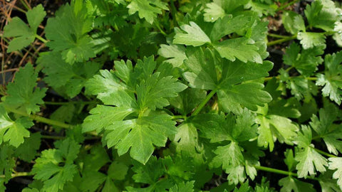 TuckerBush Sea Celery