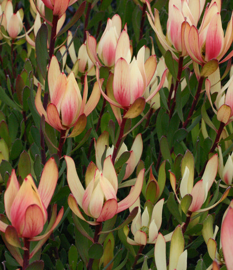 Leucadendron sixteen Candles 140mm