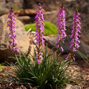 Stylidium Graminifolium 140mm