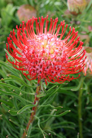 Leucospermum 'So Successful' 200mm