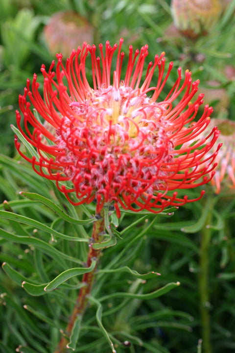 Leucospermum 'So Successful' 200mm