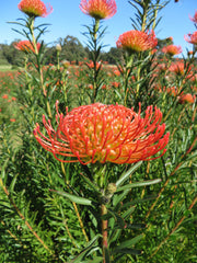 Leucospermum 'So Successful' 200mm