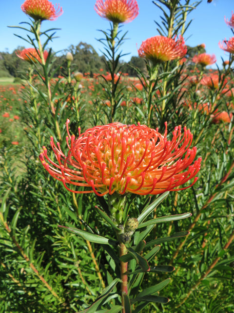Leucospermum 'So Successful' 200mm