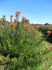 Leucospermum 'So Successful' 200mm