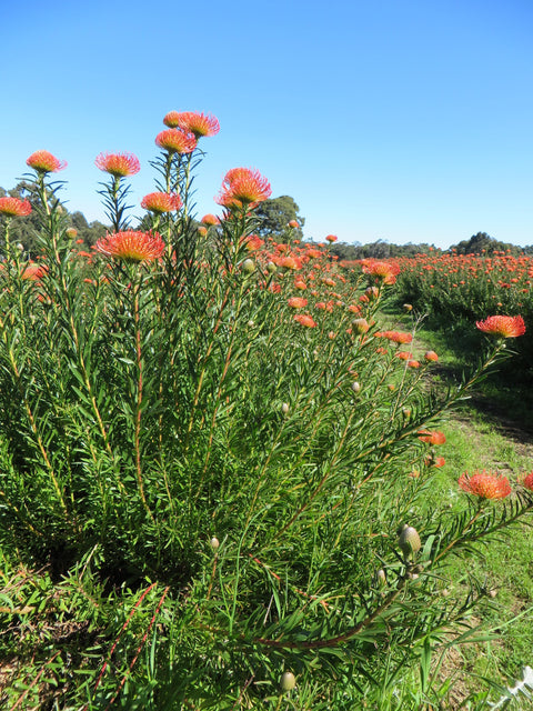Leucospermum 'So Successful' 200mm
