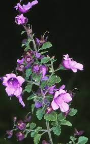 Prostanthera Incisa 200mm