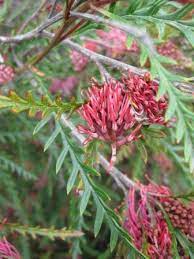 Grevillea Ivanhoe 140mm