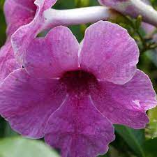 Pandorea 'Rosy Belles' 140mm