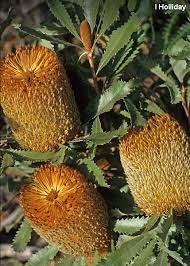 Banksia Ornata 140mm