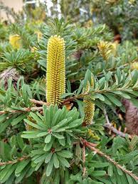 Banksia Marginata shrub Form 140mm