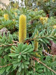 Banksia Marginata Low Form 140mm