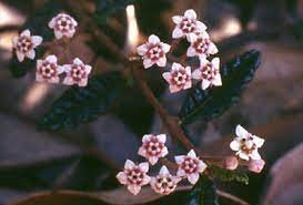 Rulingia hermannifolia 140mm