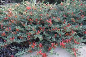 Eremophila 'Streaky Bay' 140mm