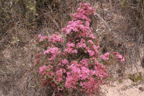 Calytrix sullivanii Pink 140mm