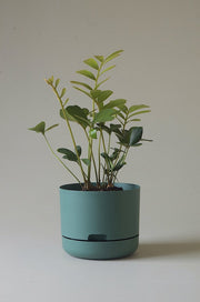 Mr Kitly Self Watering Pots