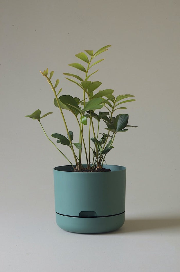 Mr Kitly Self Watering Pots