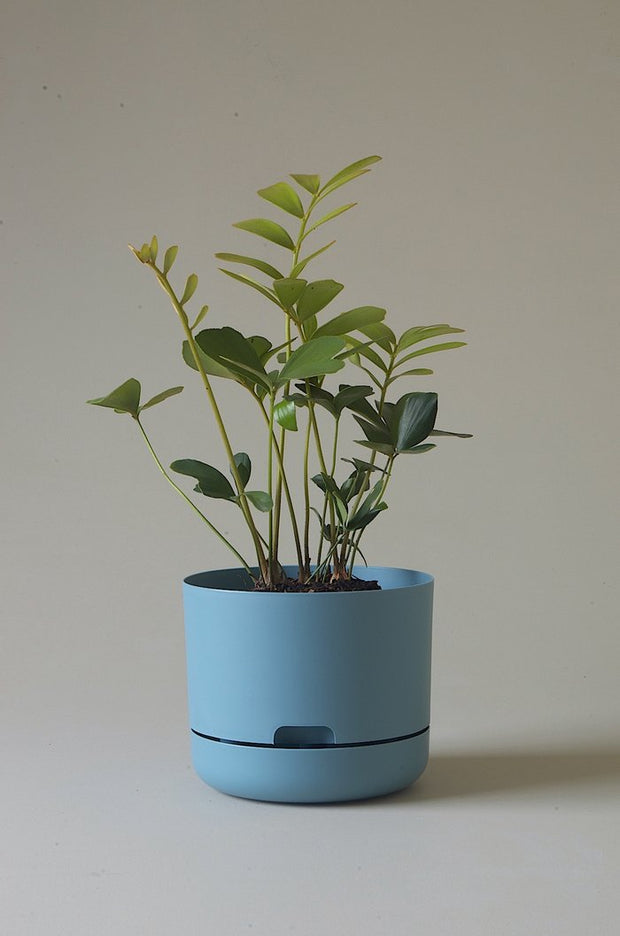 Mr Kitly Self Watering Pots