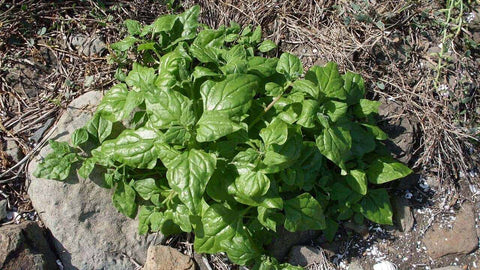 Tucker Bush Warrigal Greens
