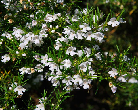 Westringia Longifolia 'Coastal Rosemary' 250mm