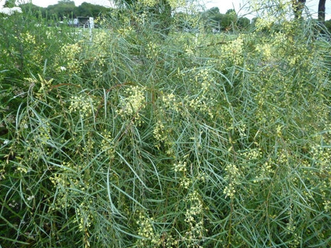 Acacia Iteaphylla 'Flinders range wattle' 300mm