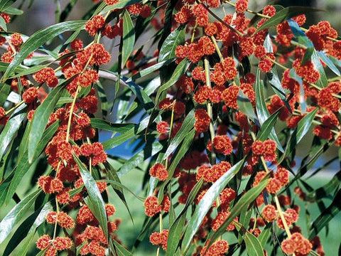 Acacia Leprosa 'Scarlet Blaze' 250mm
