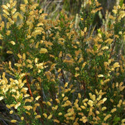 Acacia Drummondii 140 mm