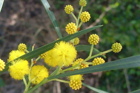 Acacia saligna 'Springtime Cascade' 200 mm