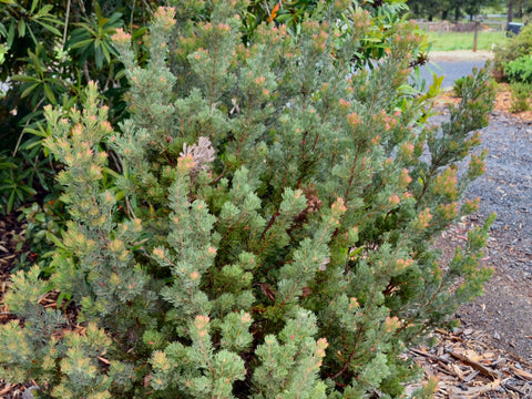 Adenanthos 'Lighthouse' 200mm