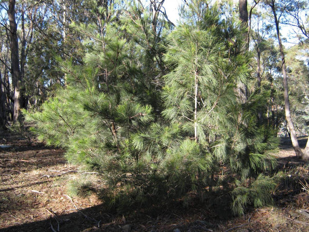 Allocasuarina littoralis 'Black Sheaok' 140mm