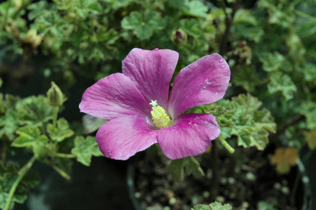 Alyogyne Huegelli 'Blue Heeler' 140mm