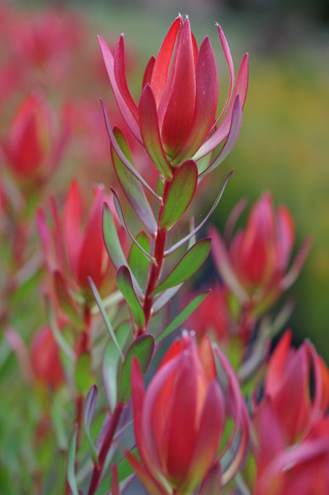 Leucadendron 'Amy' 330mm