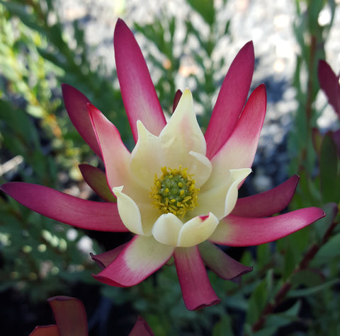 Leucadendron 'Amy' 330mm