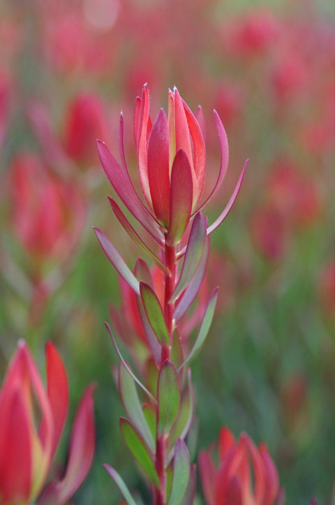 Leucadendron 'Amy' 330mm