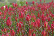 Leucadendron 'Amy' 330mm