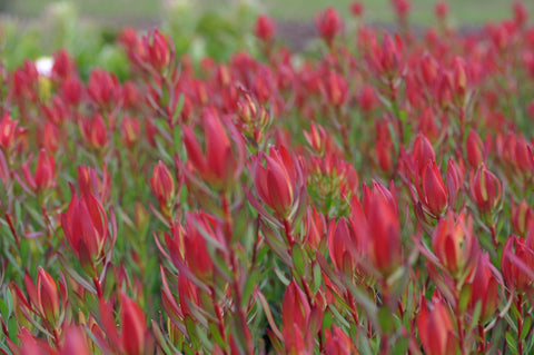 Leucadendron 'Amy' 330mm