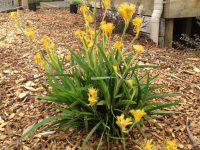 Anigozanthos 'Waltzing Matilda' 140mm