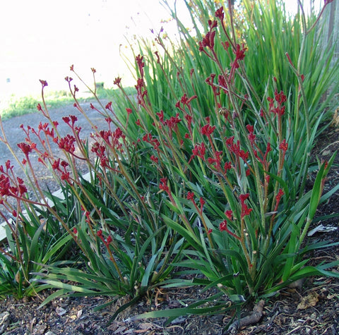 Anigozanthos 'Ruby Velvet' 140mm