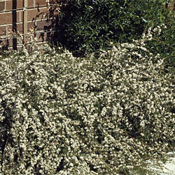 Astartea fascicularis 140mm