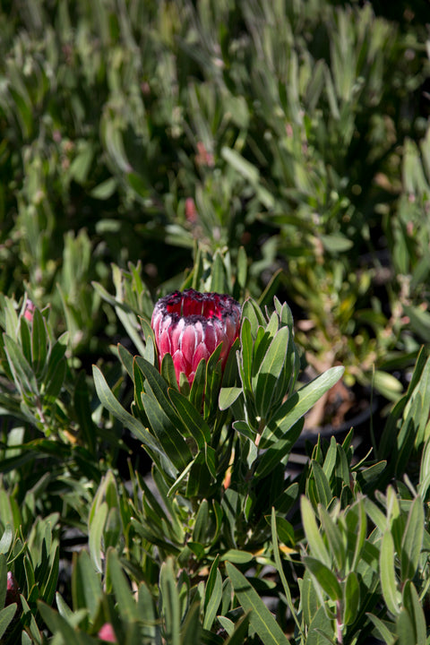 Protea Australis Ruby 180mm