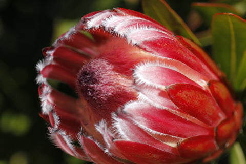 Protea Australis Ruby 200mm